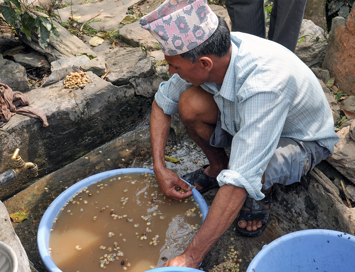 コーヒー豆を水洗いしている様子の写真